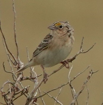 Grasshopper Sparrow - ML620557360