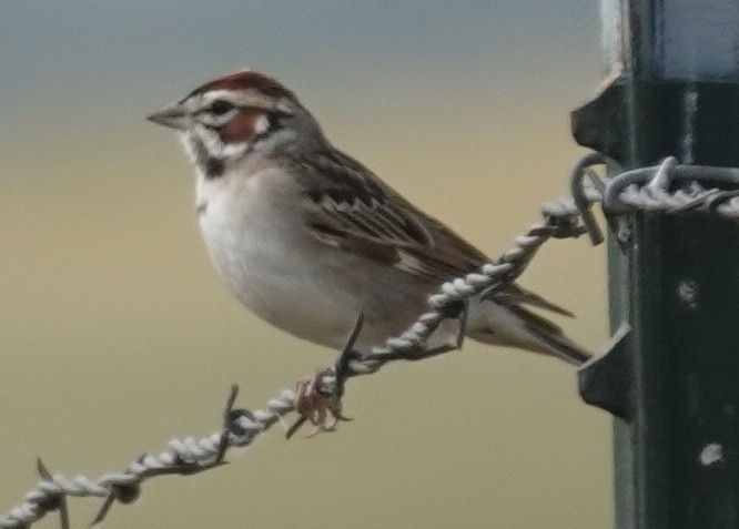 Lark Sparrow - Lilian Saul