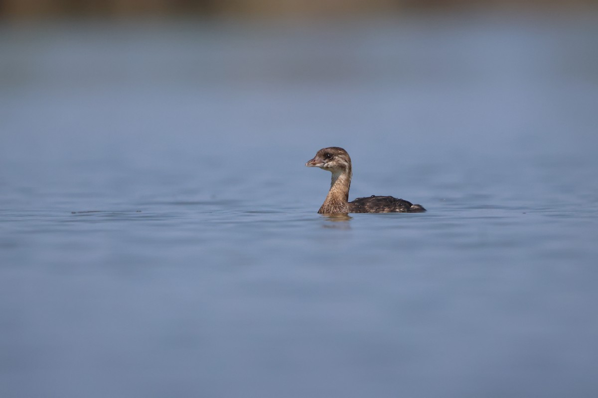 Pied-billed Grebe - Janice Farral