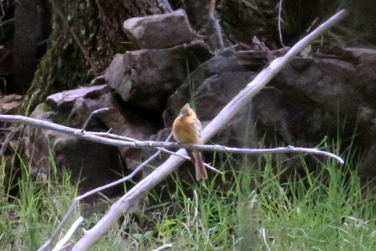 Tufted Flycatcher - ML620557390