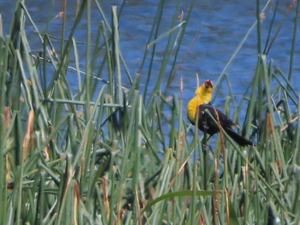 Yellow-headed Blackbird - ML620557413