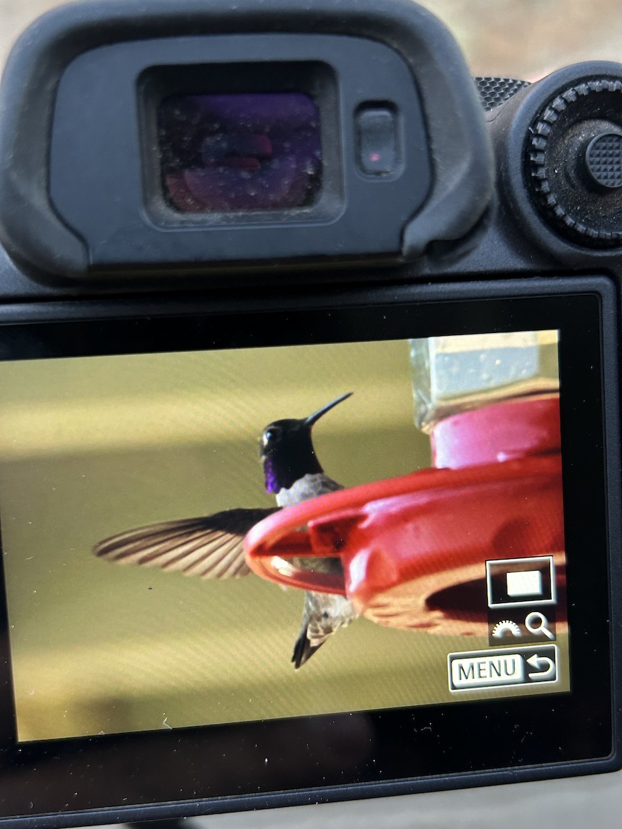 Black-chinned x Anna's Hummingbird (hybrid) - ML620557418