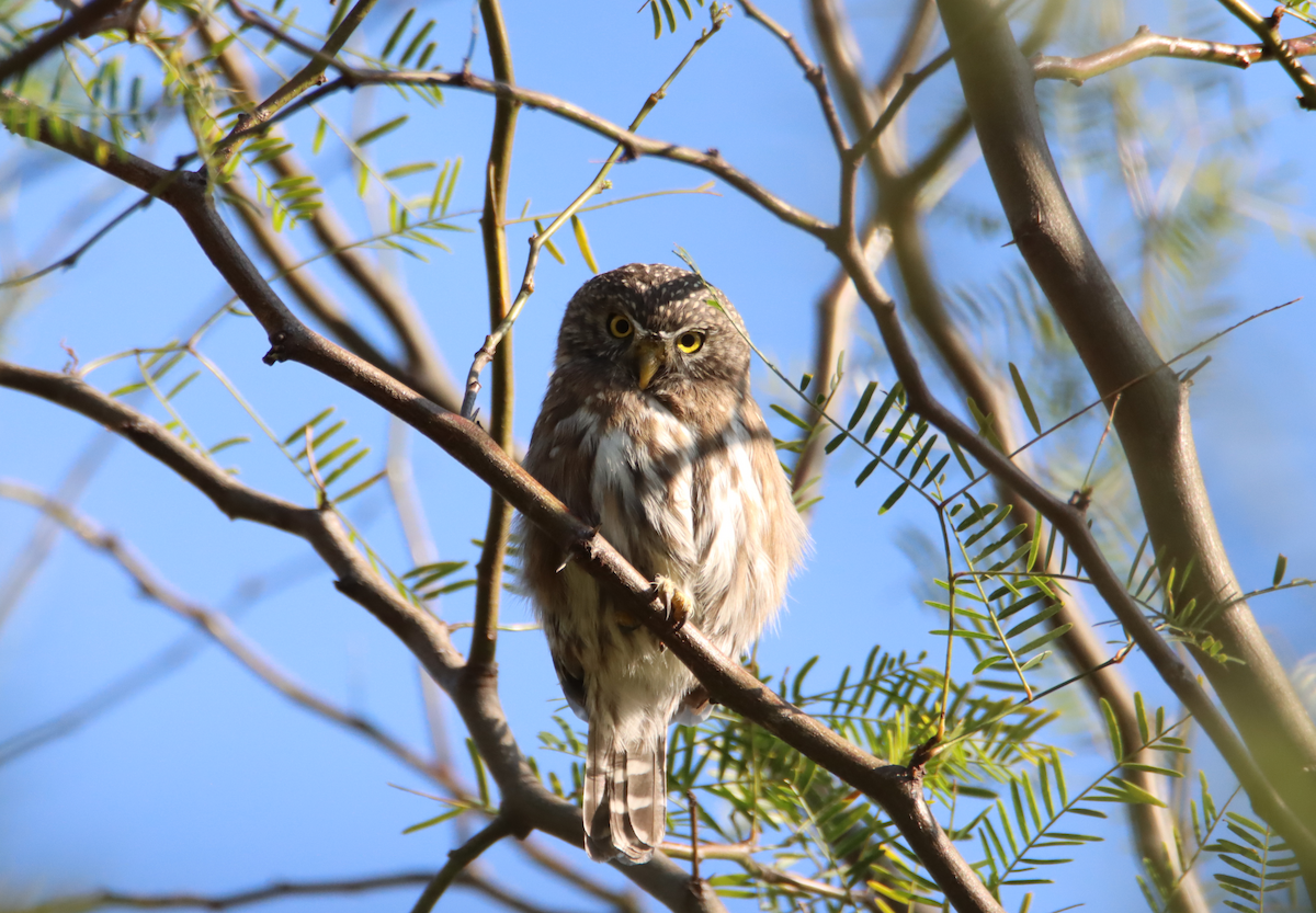 Peruvian Pygmy-Owl - ML620557425