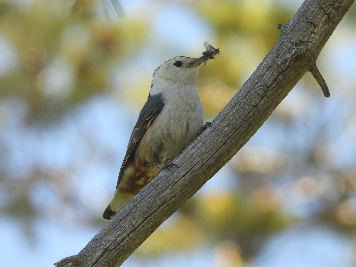 White-breasted Nuthatch - ML620557447