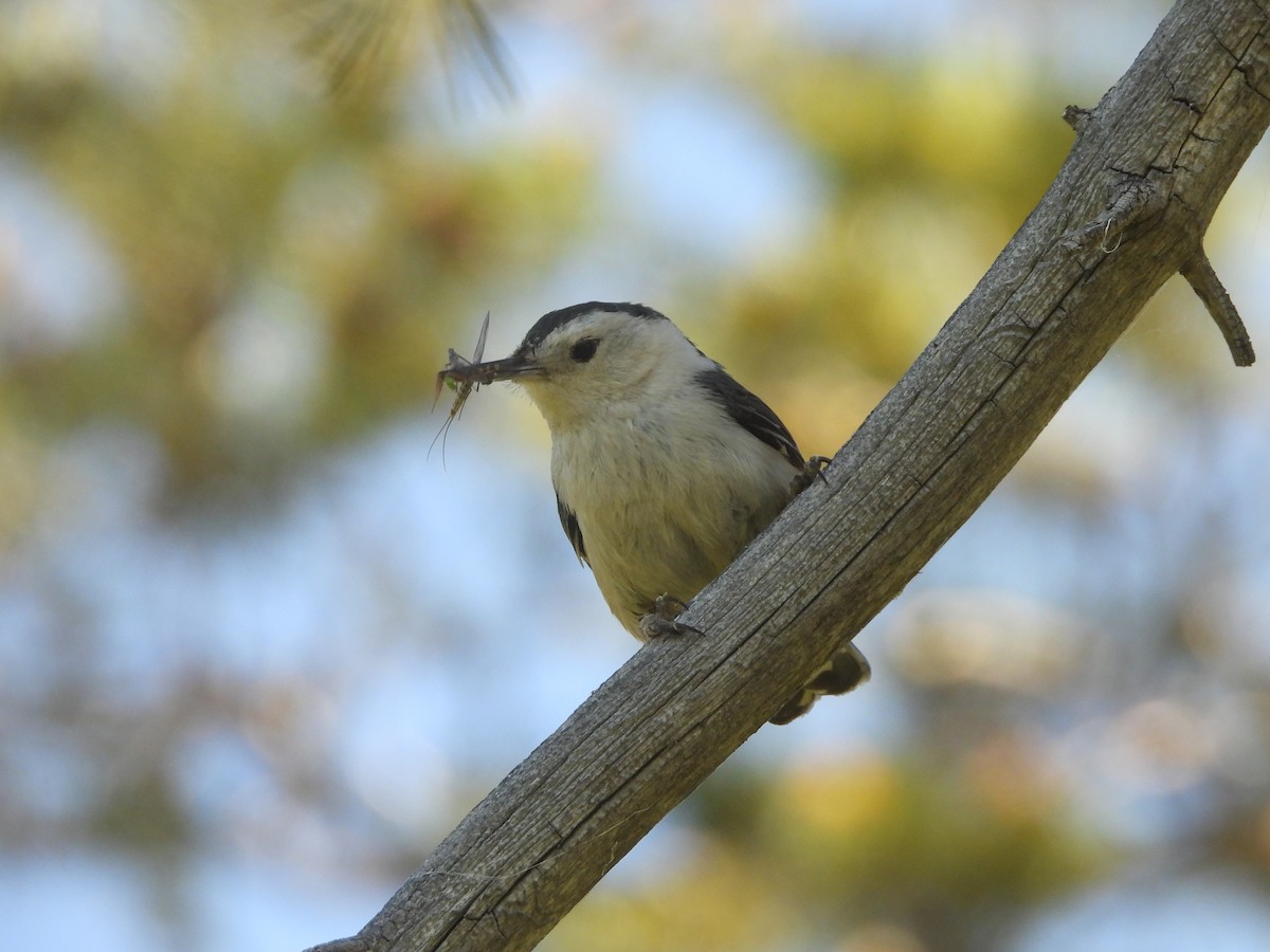 White-breasted Nuthatch - ML620557452