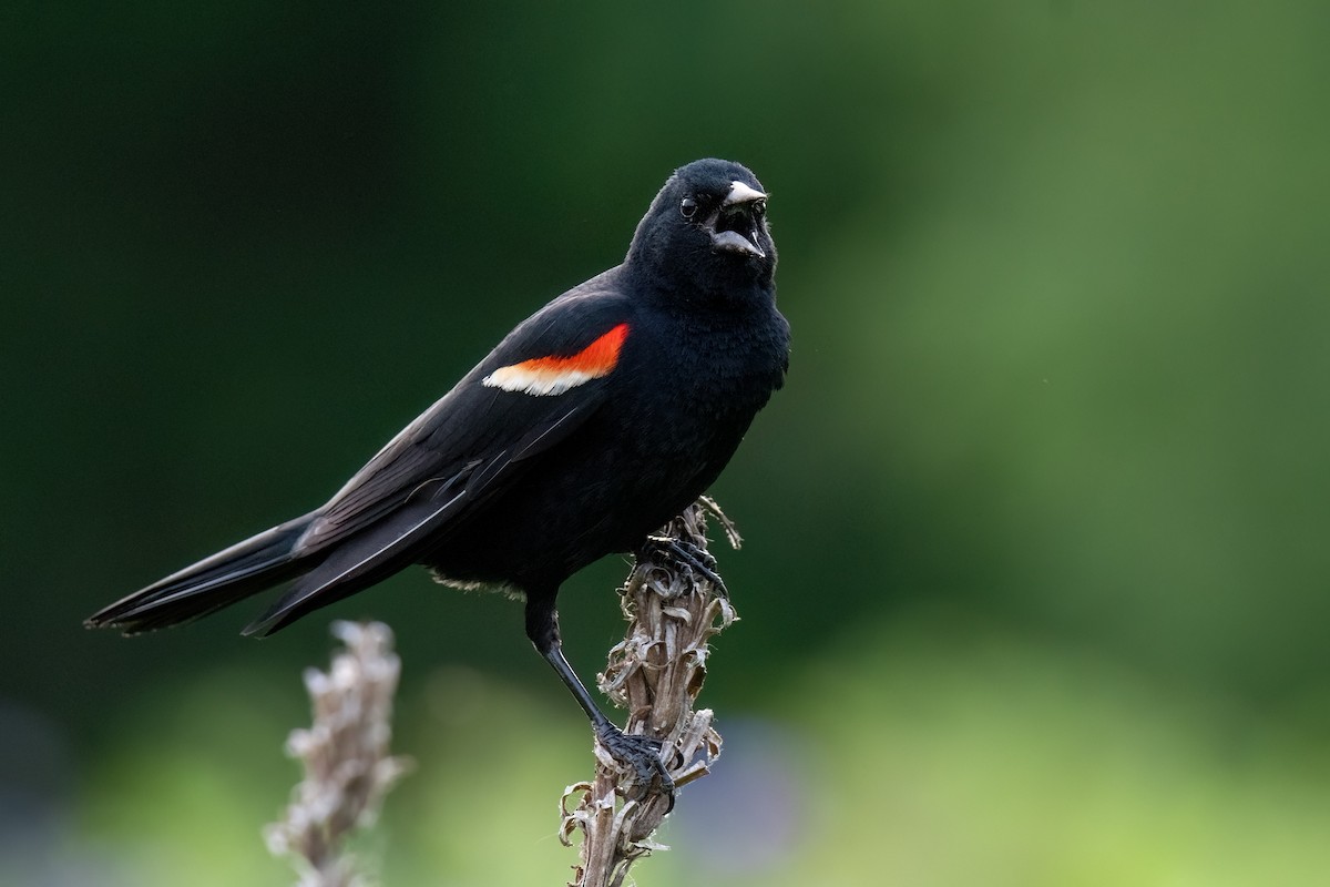 Red-winged Blackbird - ML620557458