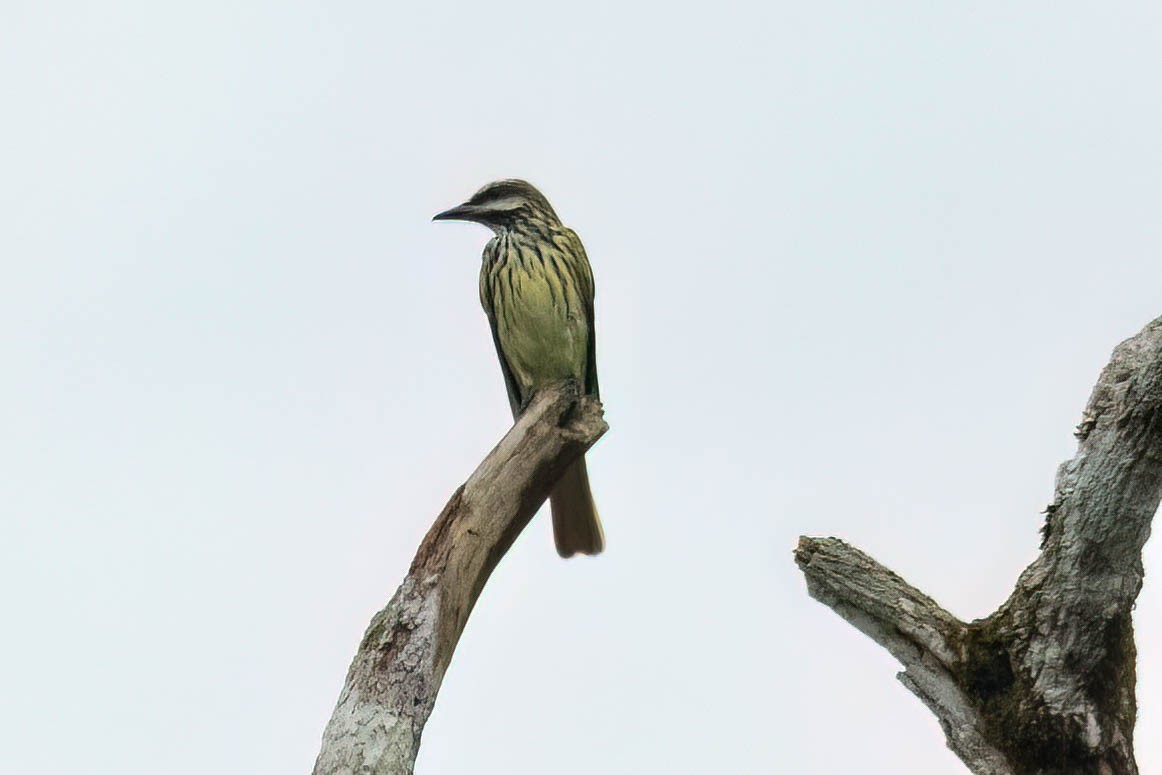 Sulphur-bellied Flycatcher - ML620557459