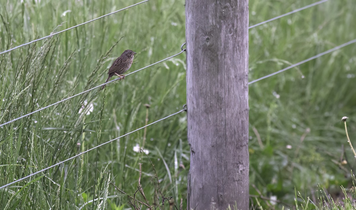 Lincoln's Sparrow - ML620557461