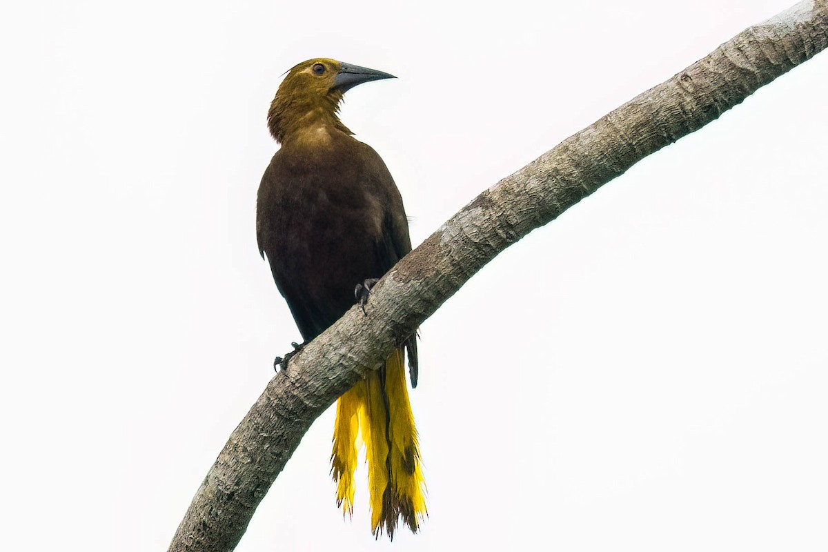 Russet-backed Oropendola - ML620557464