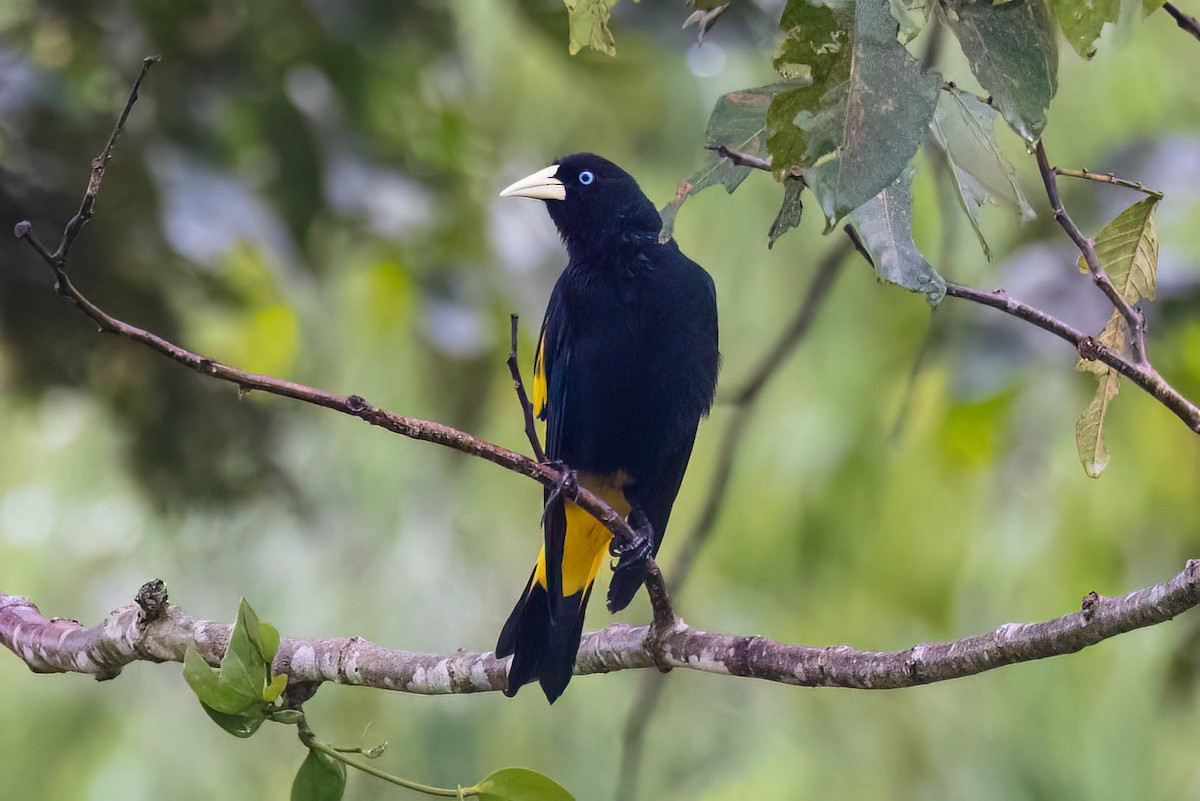 Yellow-rumped Cacique - ML620557467