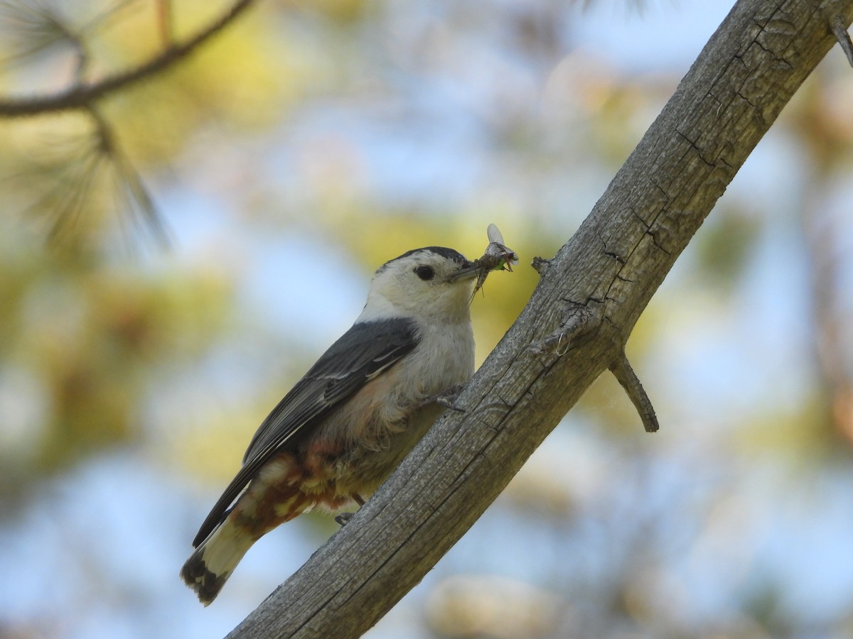 White-breasted Nuthatch - ML620557471