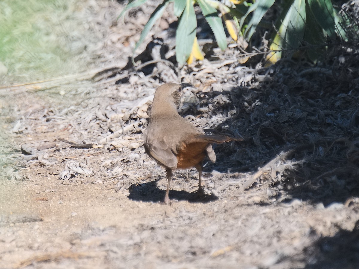 California Thrasher - ML620557472