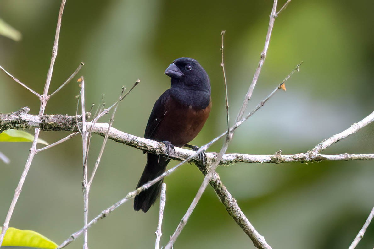 Chestnut-bellied Seed-Finch - ML620557473