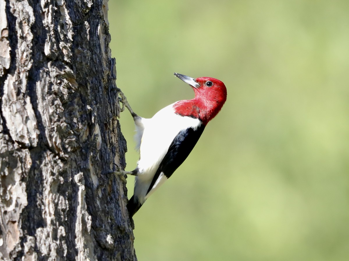 Red-headed Woodpecker - ML620557476