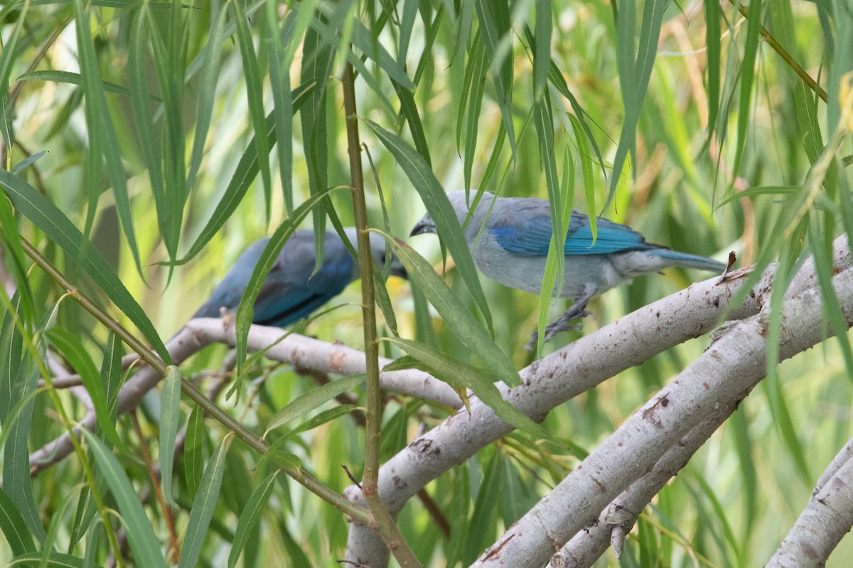 Blue-gray Tanager - ML620557505