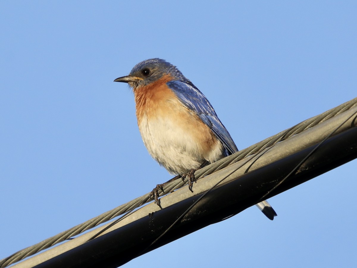 Eastern Bluebird - ML620557519