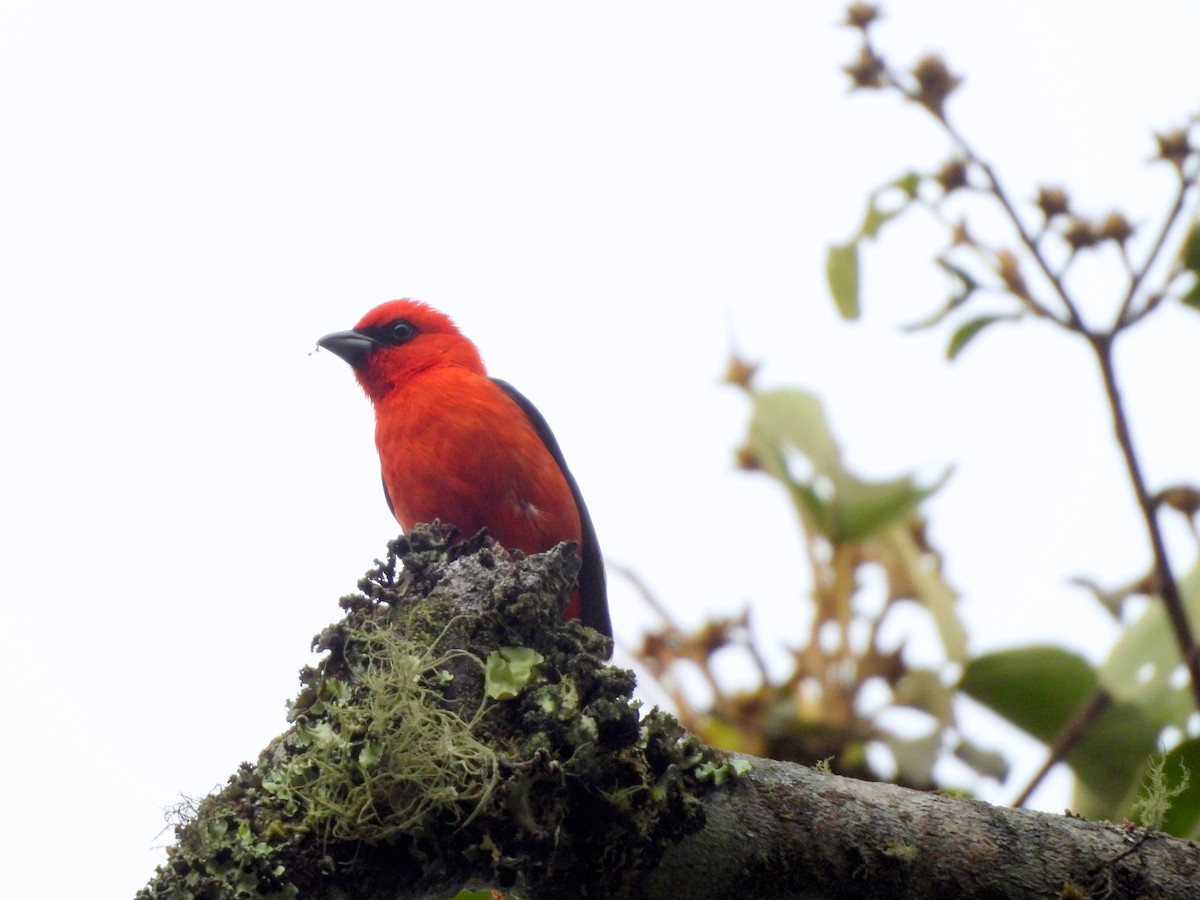 White-winged Tanager - ML620557520