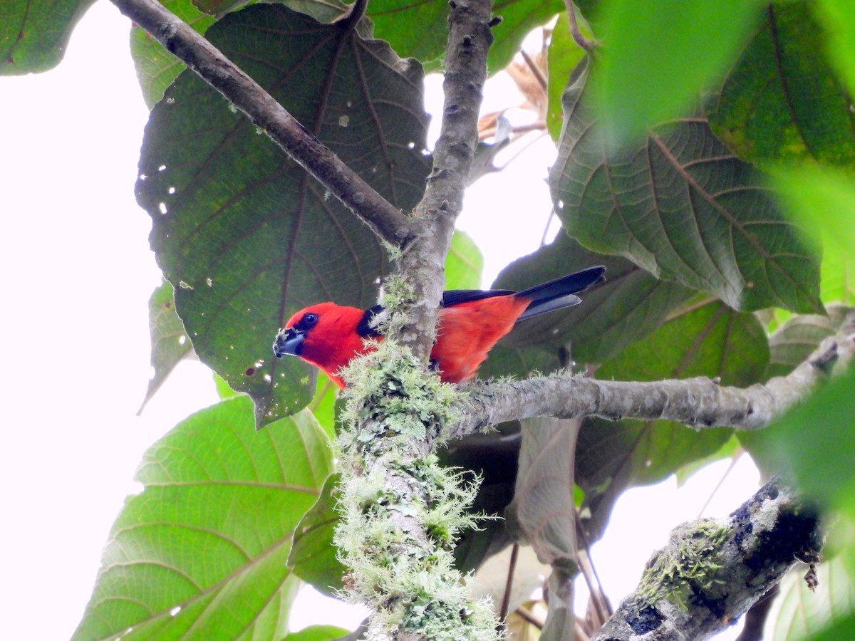White-winged Tanager - ML620557522