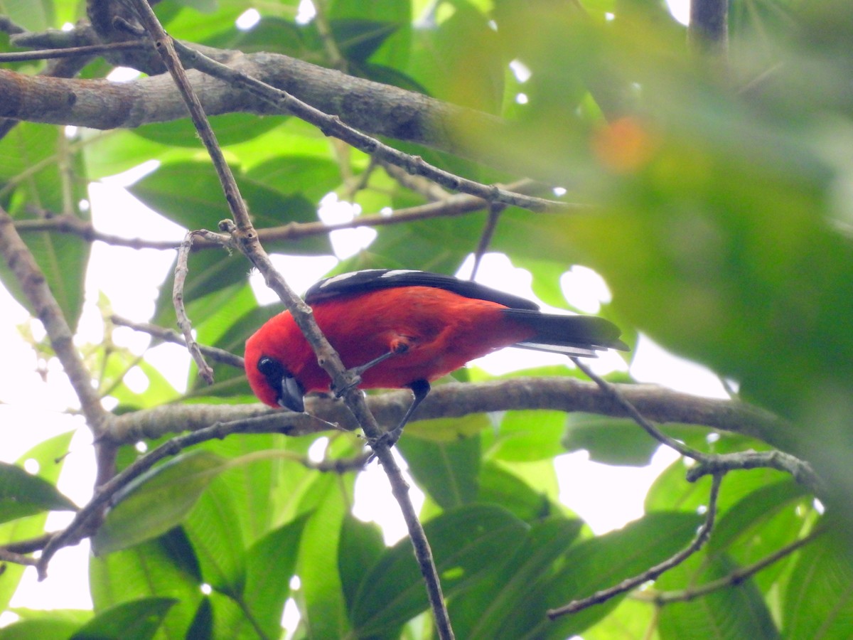 White-winged Tanager - ML620557523