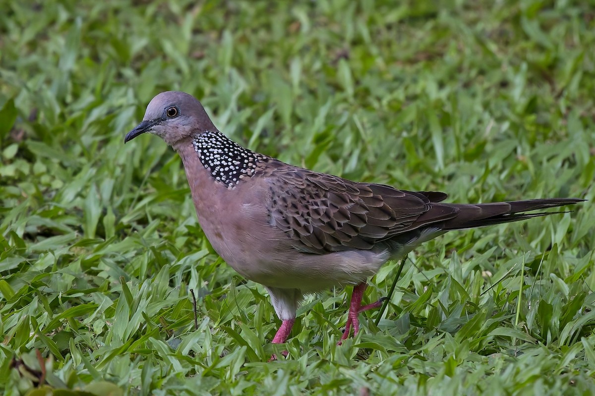 珠頸斑鳩 - ML620557524