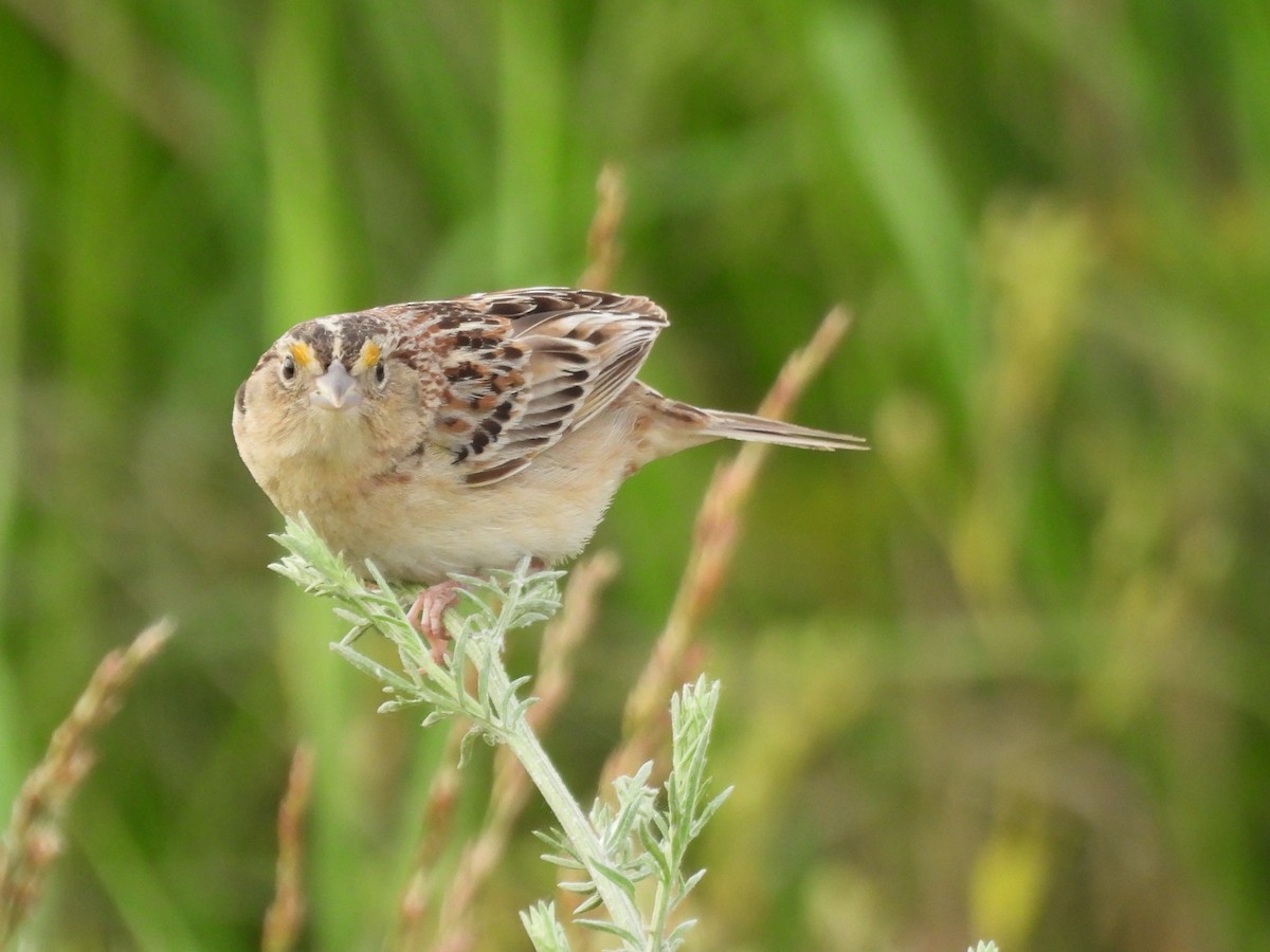 Grasshopper Sparrow - ML620557529