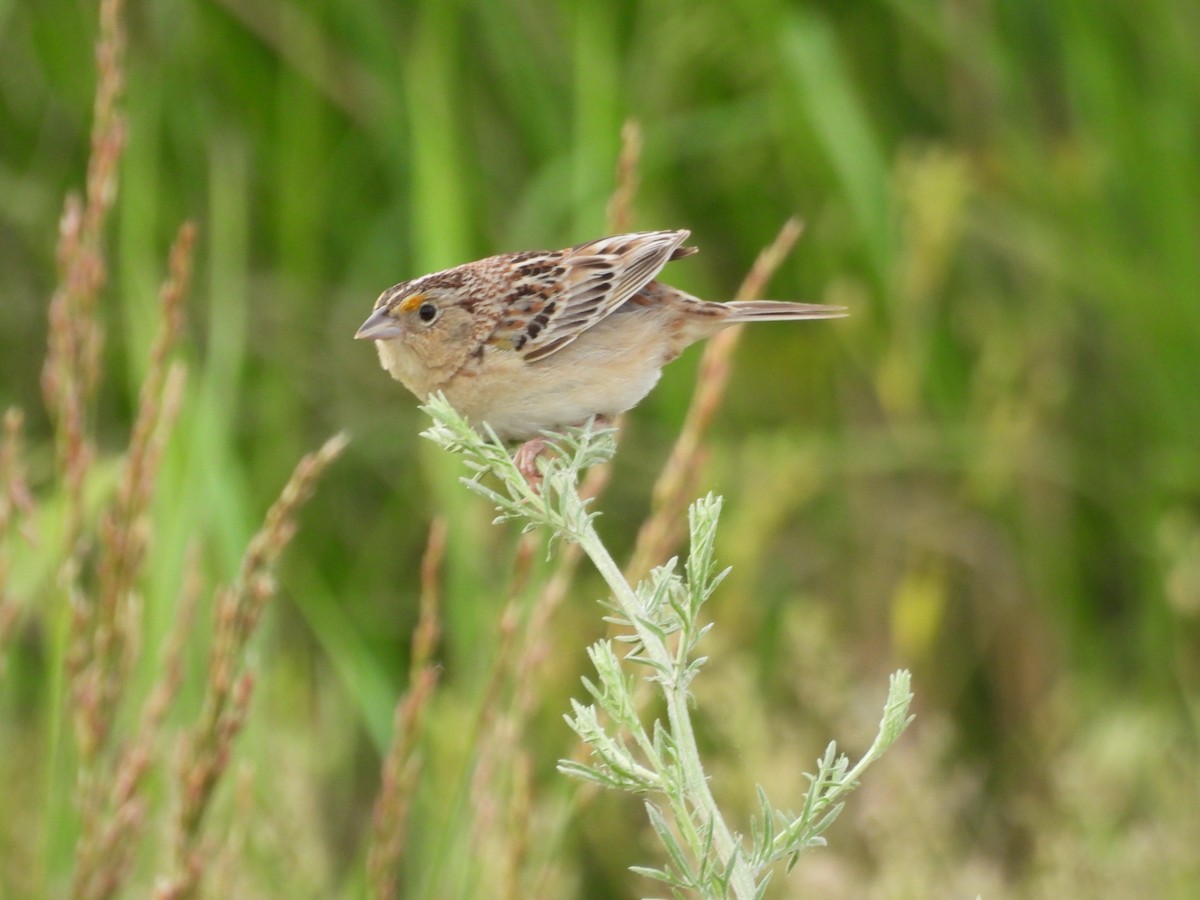 Grasshopper Sparrow - ML620557532