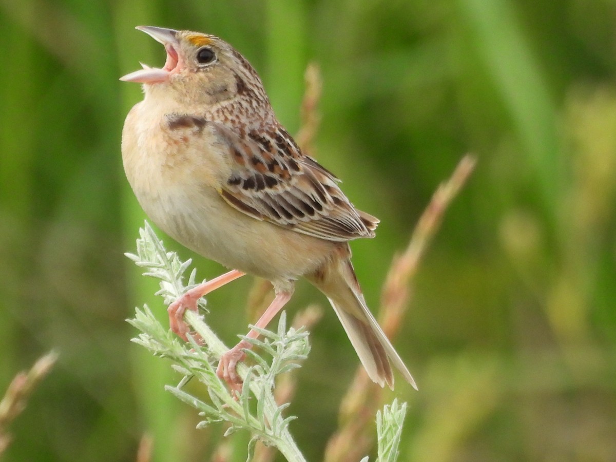 Grasshopper Sparrow - ML620557536