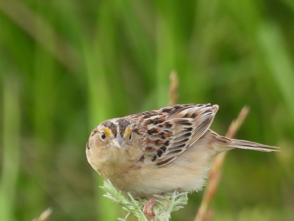 Grasshopper Sparrow - ML620557537