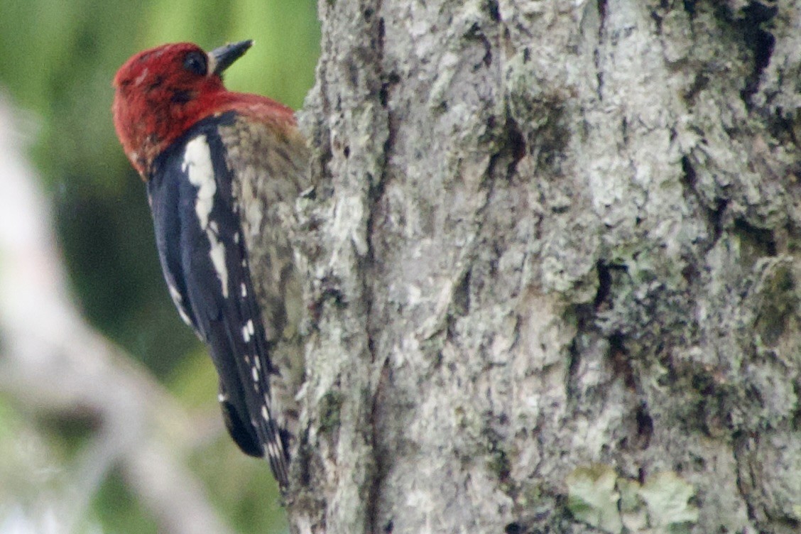 Red-breasted Sapsucker - ML620557544