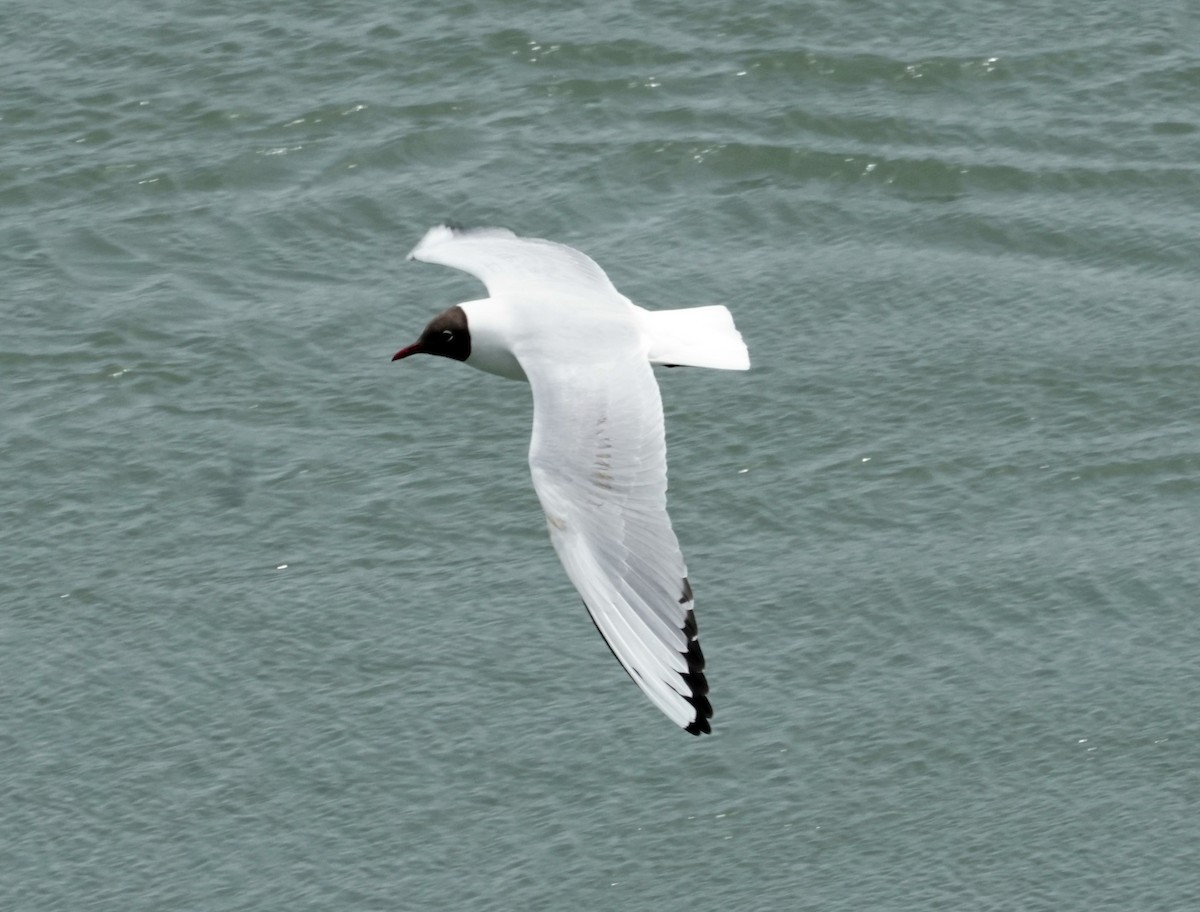 Black-headed Gull - james barry
