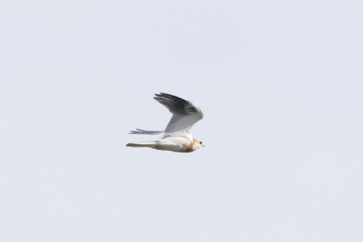 White-tailed Kite - Alex Tey