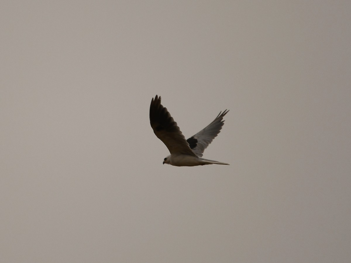 White-tailed Kite - ML620557577