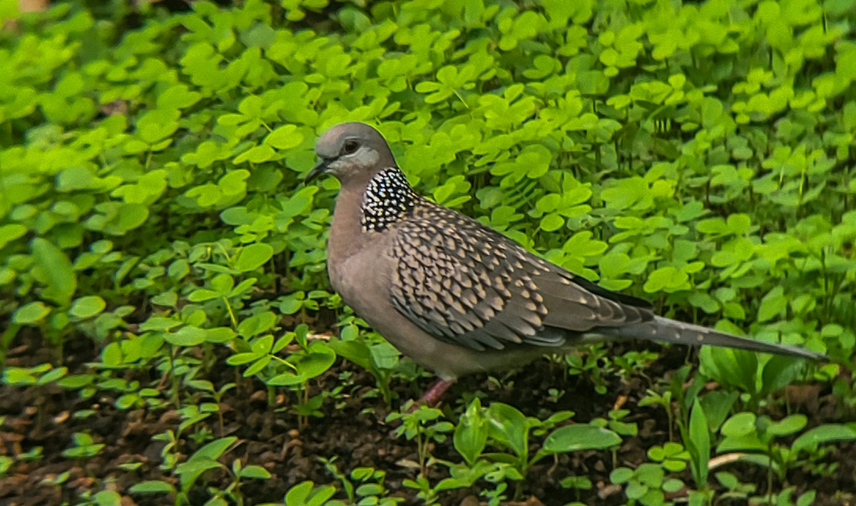 Spotted Dove - ML620557585