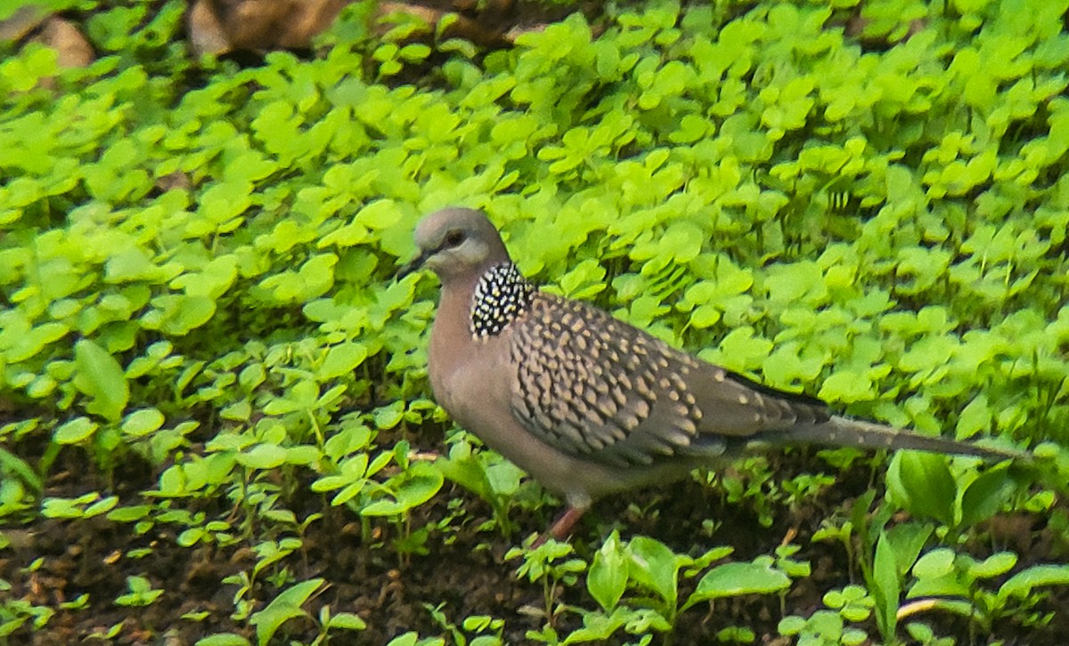 珠頸斑鳩 - ML620557586