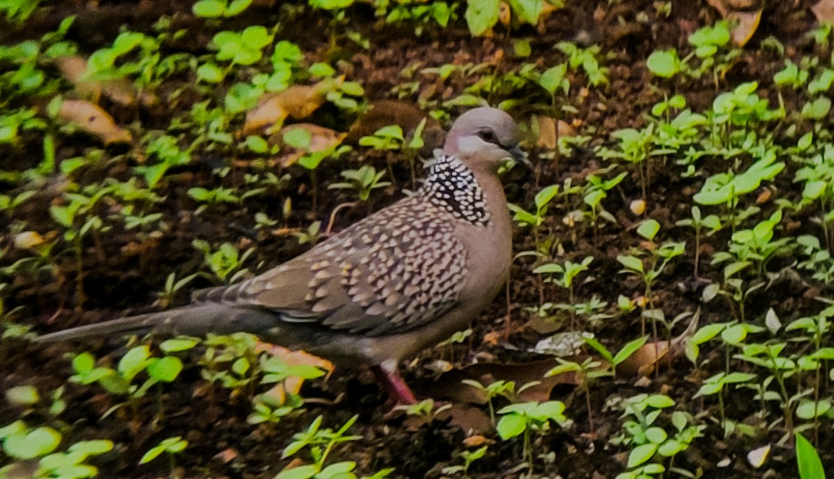 Spotted Dove - ML620557587