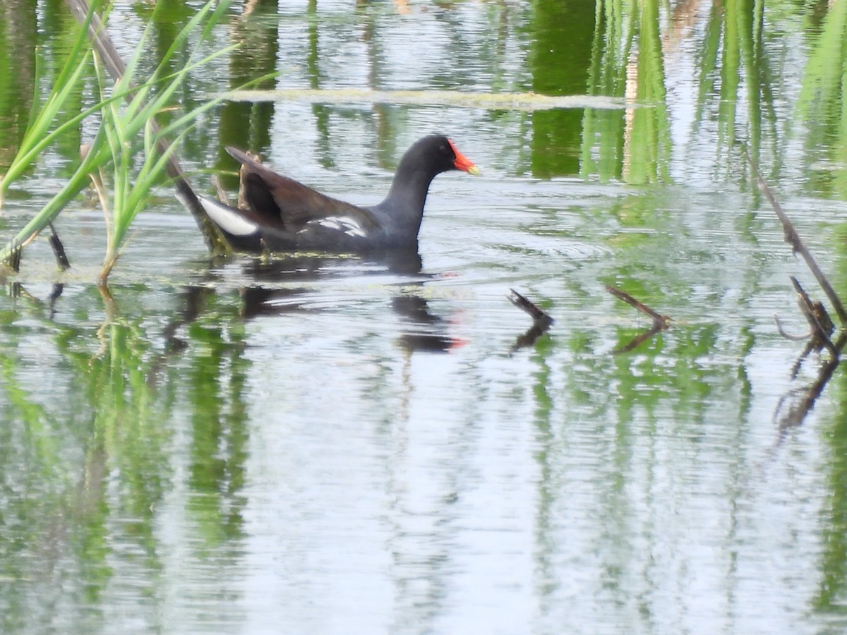 Common Gallinule - ML620557614