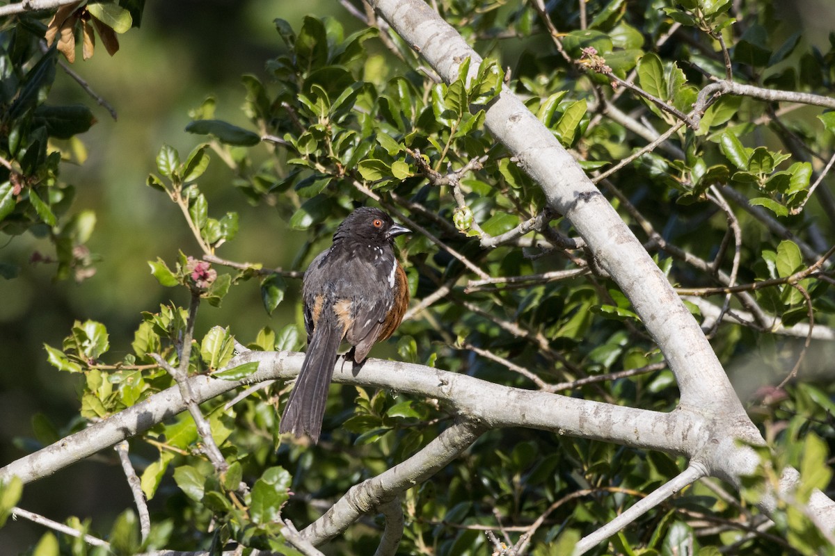 Spotted Towhee - ML620557615