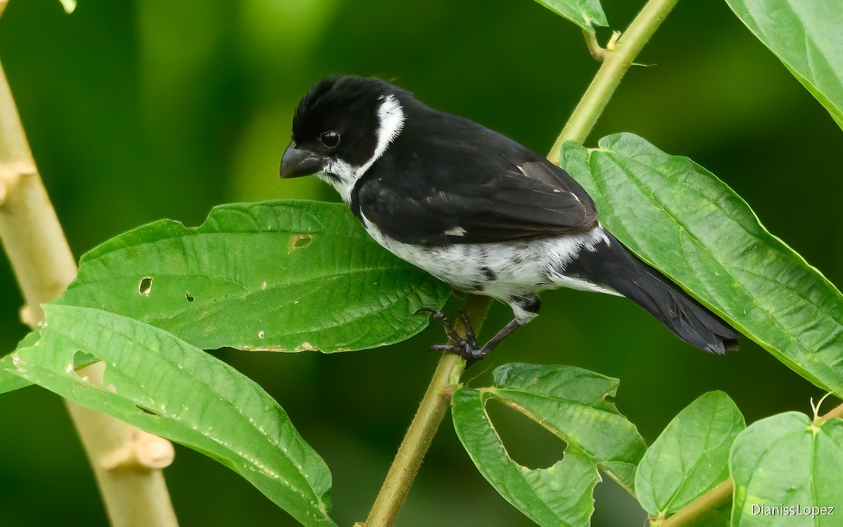 Variable Seedeater - ML620557621