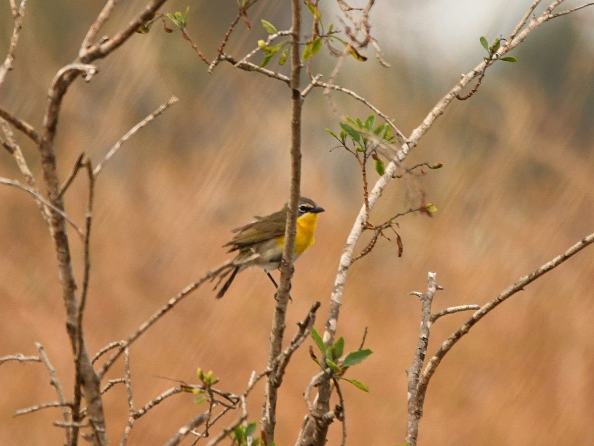 Yellow-breasted Chat - ML620557624