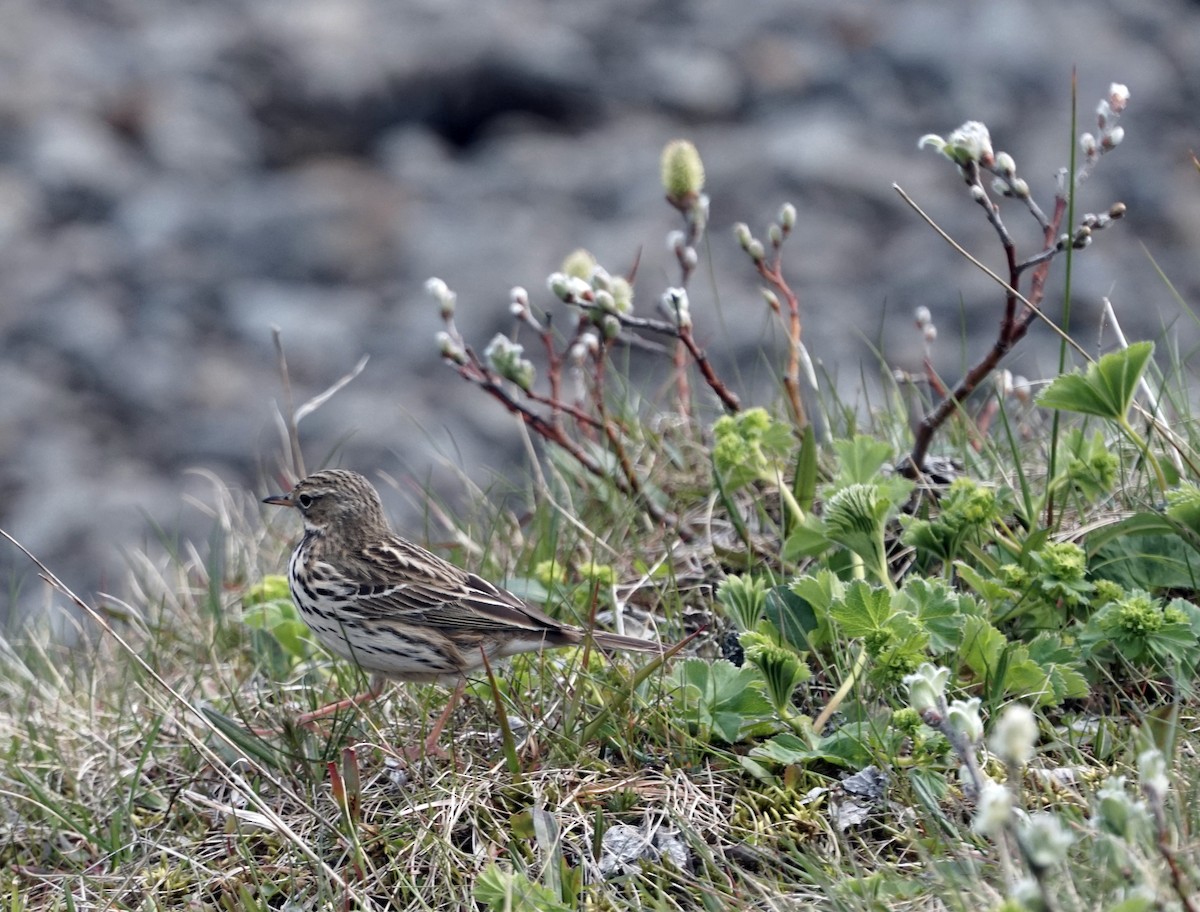 Meadow Pipit - ML620557635