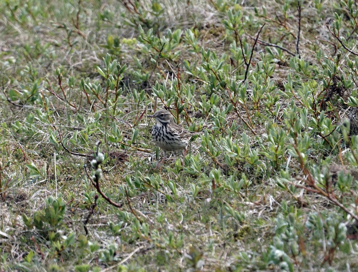 Meadow Pipit - ML620557636
