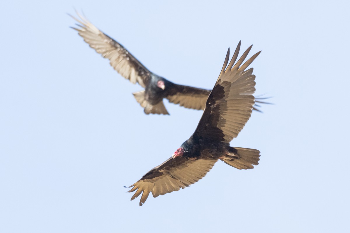 Turkey Vulture - ML620557639