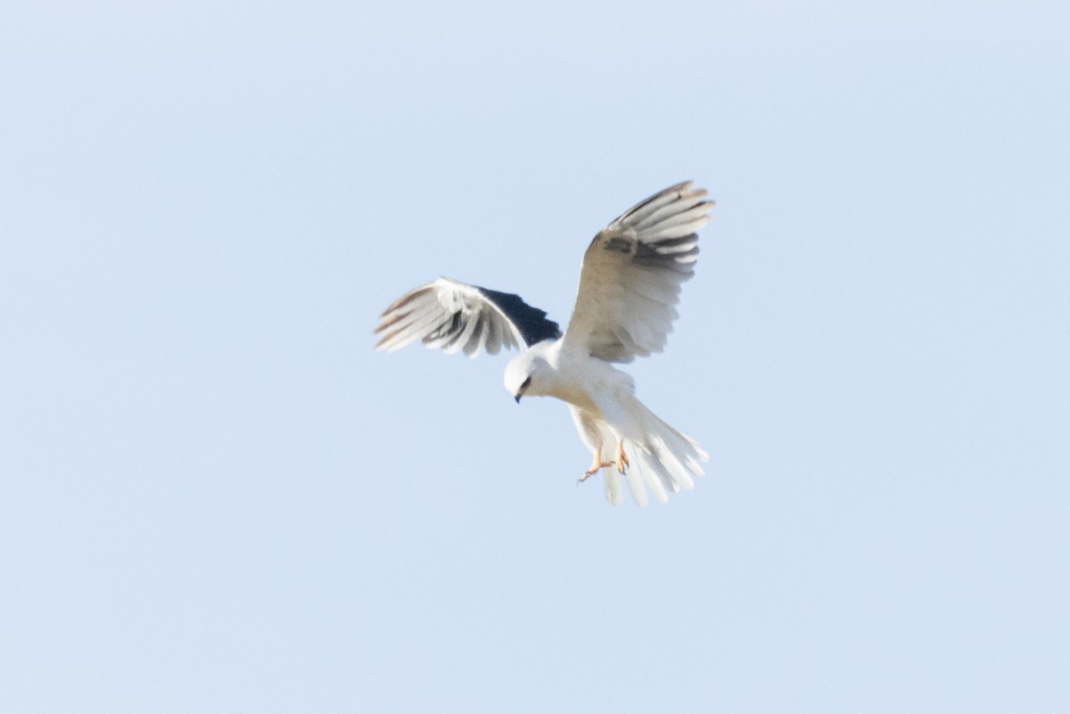 White-tailed Kite - ML620557645