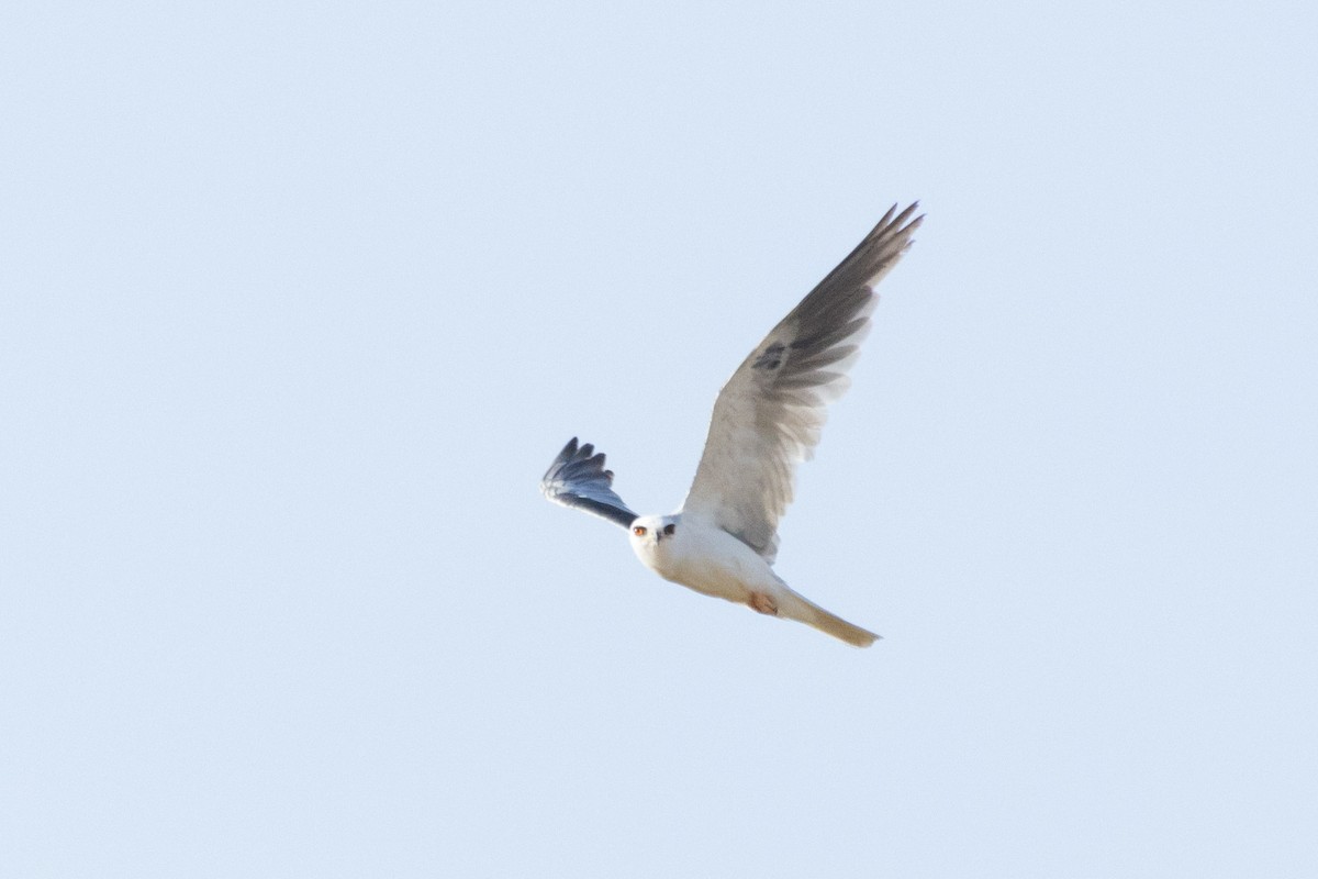 White-tailed Kite - ML620557646