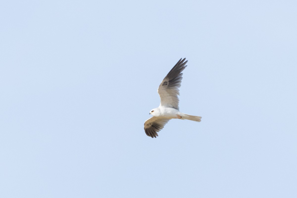 White-tailed Kite - ML620557647