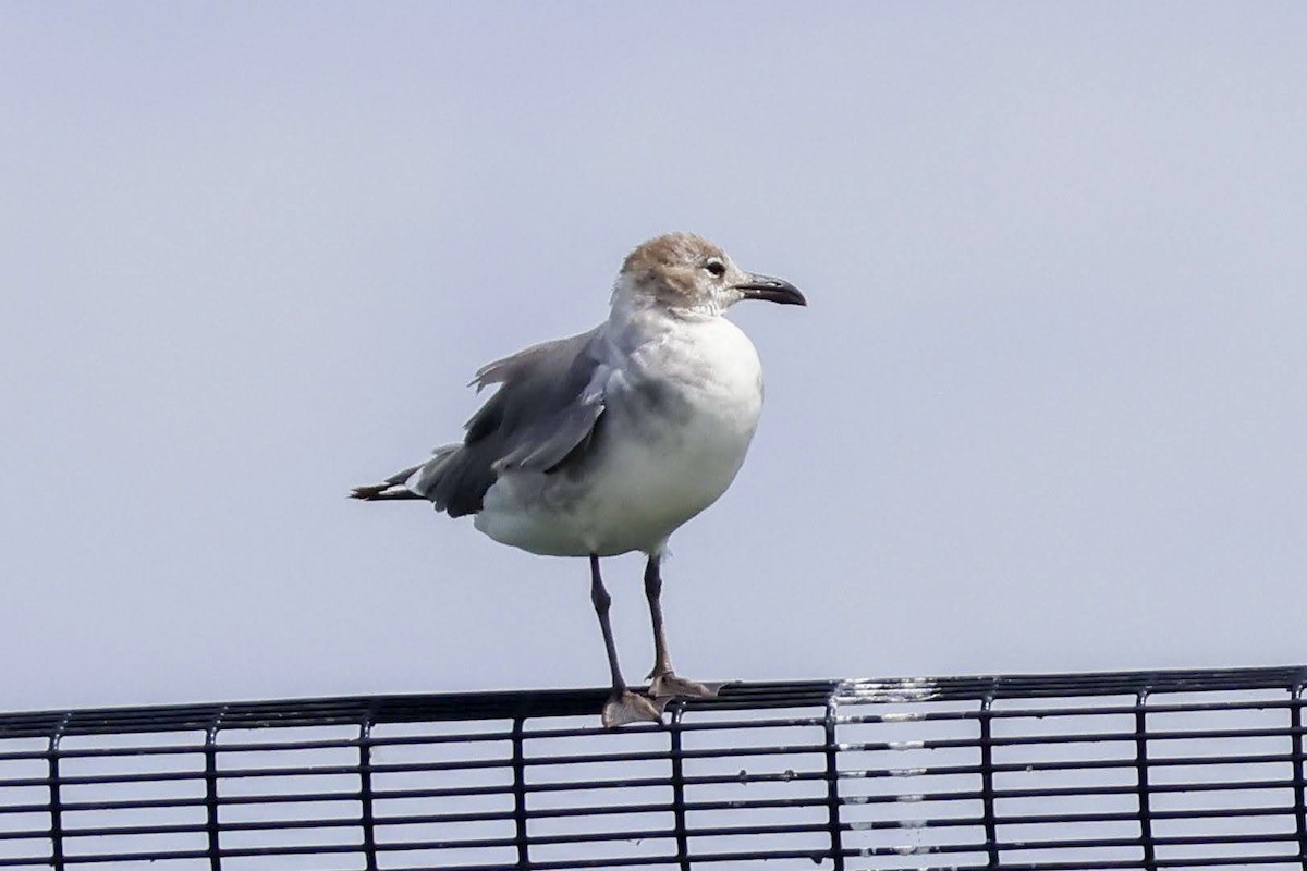 Laughing Gull - ML620557654