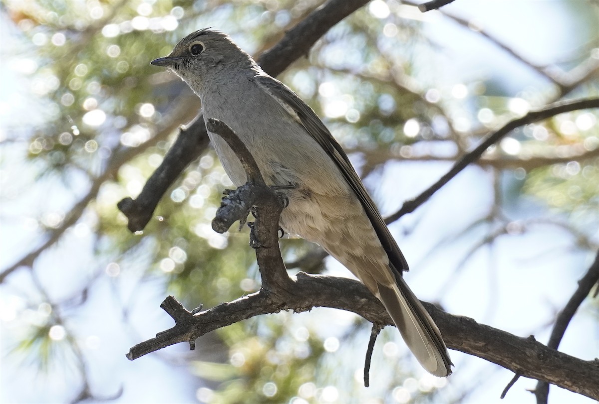 Townsend's Solitaire - ML620557658
