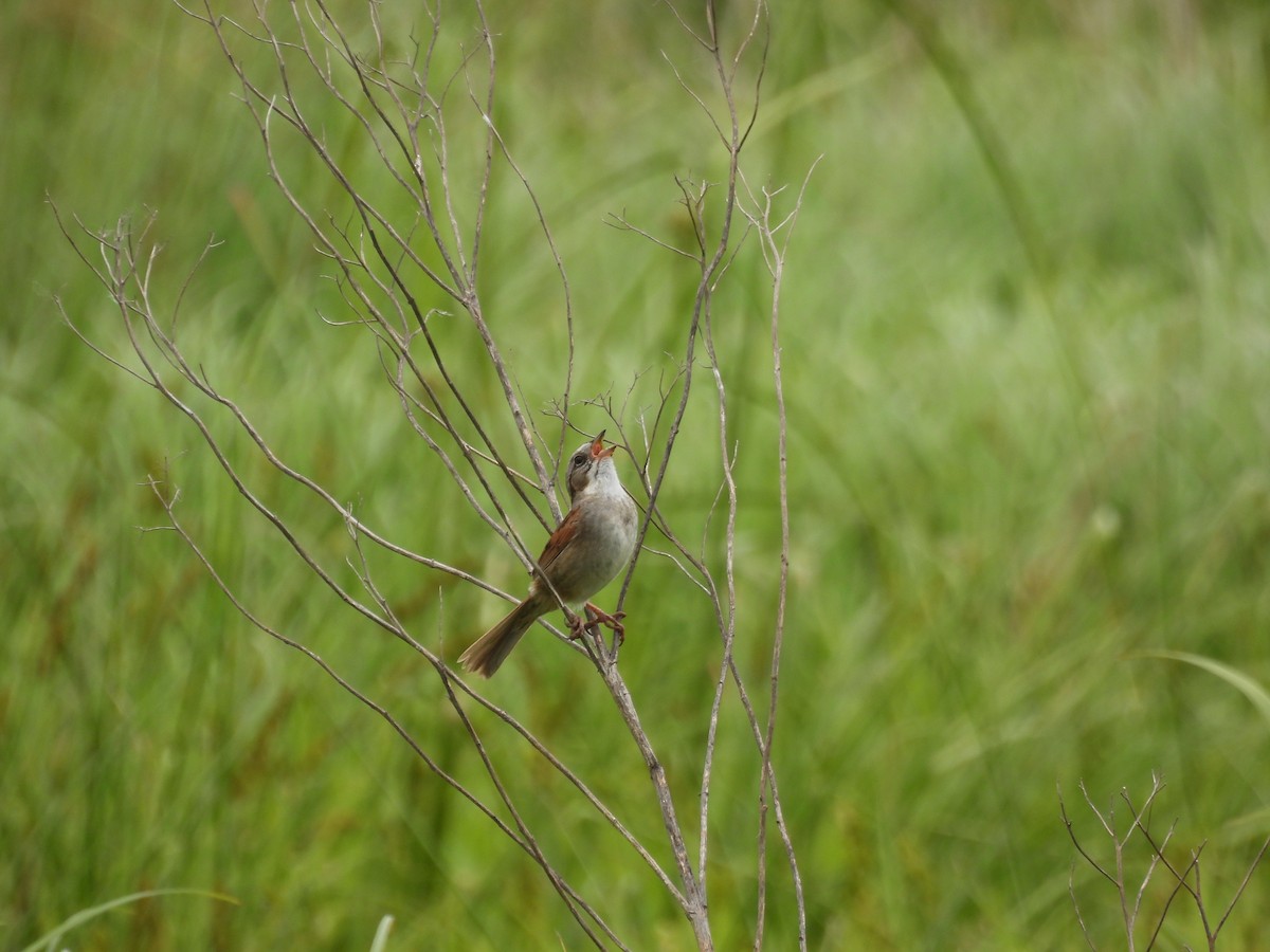 Swamp Sparrow - ML620557684