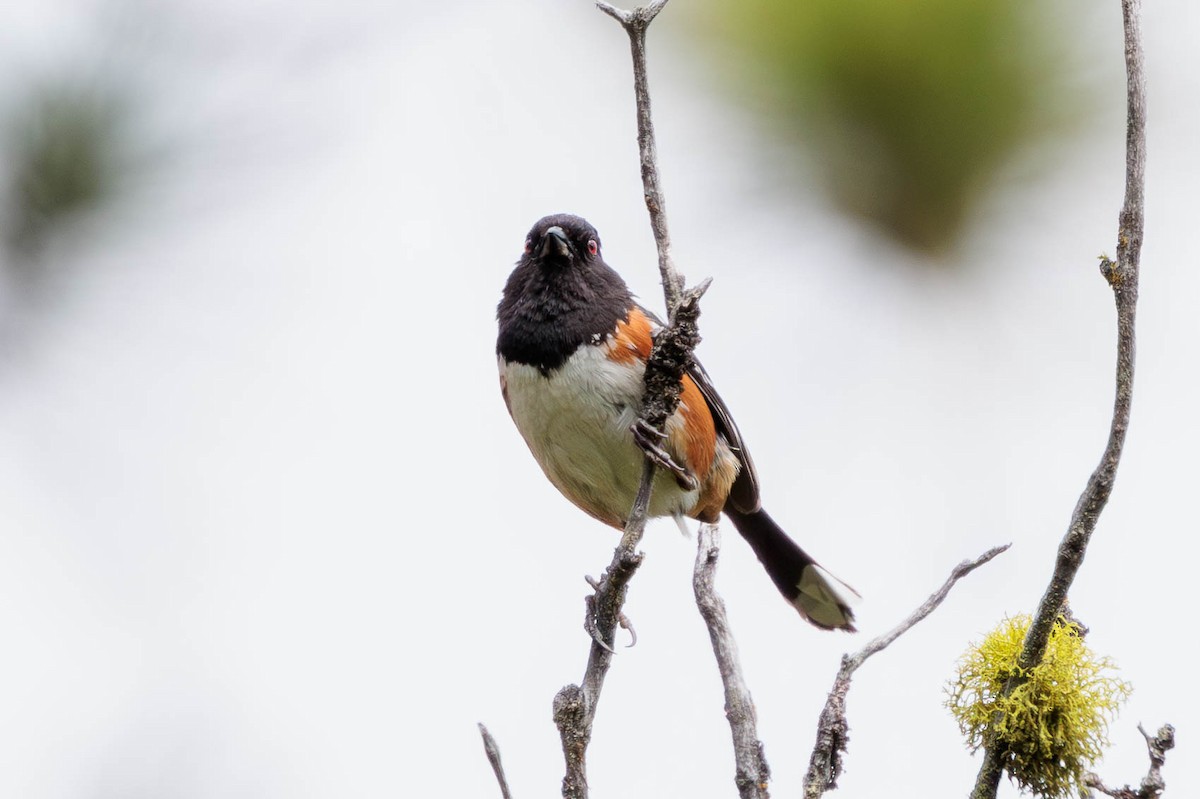 Spotted Towhee - ML620557694