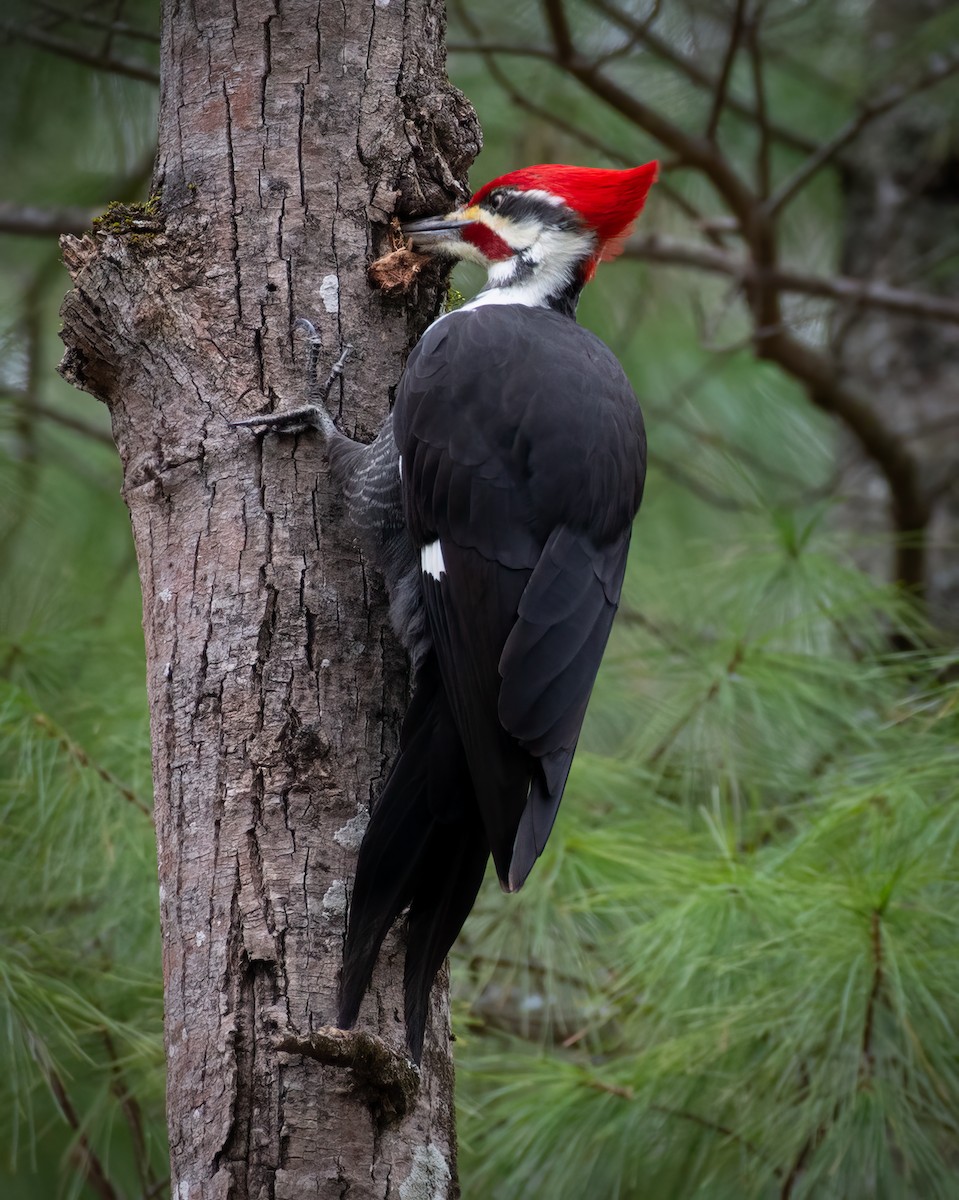 Pileated Woodpecker - ML620557703